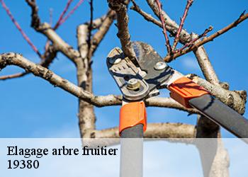 Elagage arbre fruitier  19380