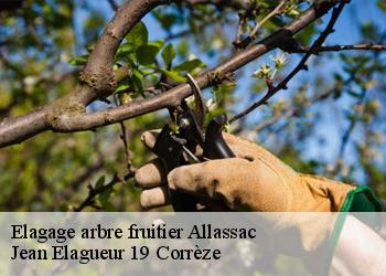 Elagage arbre fruitier  allassac-19240 Jean Elagueur 19 Corrèze