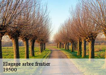 Elagage arbre fruitier  19500