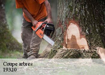 Coupe arbres 19320