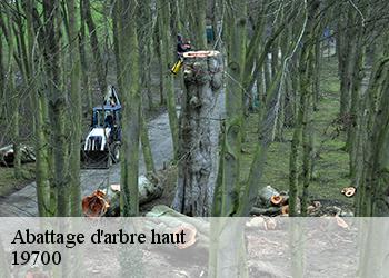 Abattage d'arbre haut  19700