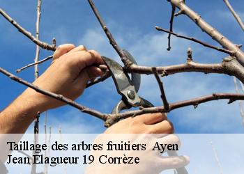 Taillage des arbres fruitiers   ayen-19310 Jean Elagueur 19 Corrèze