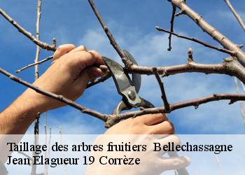 Taillage des arbres fruitiers   bellechassagne-19290 Jean Elagueur 19 Corrèze