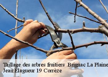 Taillage des arbres fruitiers   brignac-la-plaine-19310 Jean Elagueur 19 Corrèze