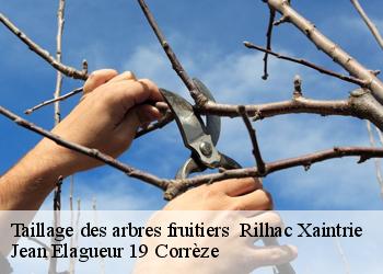 Taillage des arbres fruitiers   rilhac-xaintrie-19220 Jean Elagueur 19 Corrèze